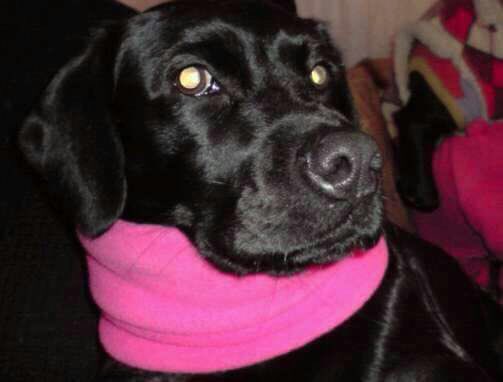 Pafe212's tweet photo. Chicoca se perdió en Quinta Normal, Alejandro Fierro con pasaje 1. Aprox. 12 años, mediana. Favor avisar si la ven🙏 es rescatada de la calle https://t.co/h7CwkQYOgV