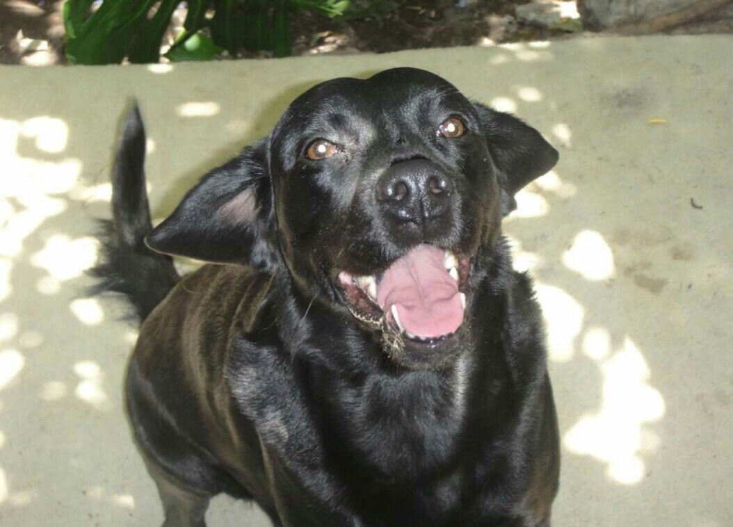 Pafe212's tweet photo. Chicoca se perdió en Quinta Normal, Alejandro Fierro con pasaje 1. Aprox. 12 años, mediana. Favor avisar si la ven🙏 es rescatada de la calle https://t.co/h7CwkQYOgV