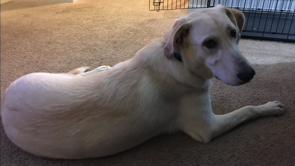 stormchaserray's tweet image. This guy clocked in @ 75lbs 2day at 10 months old! Vet said they can tell he's a runner. His rear nails are shorter than front #runningbud