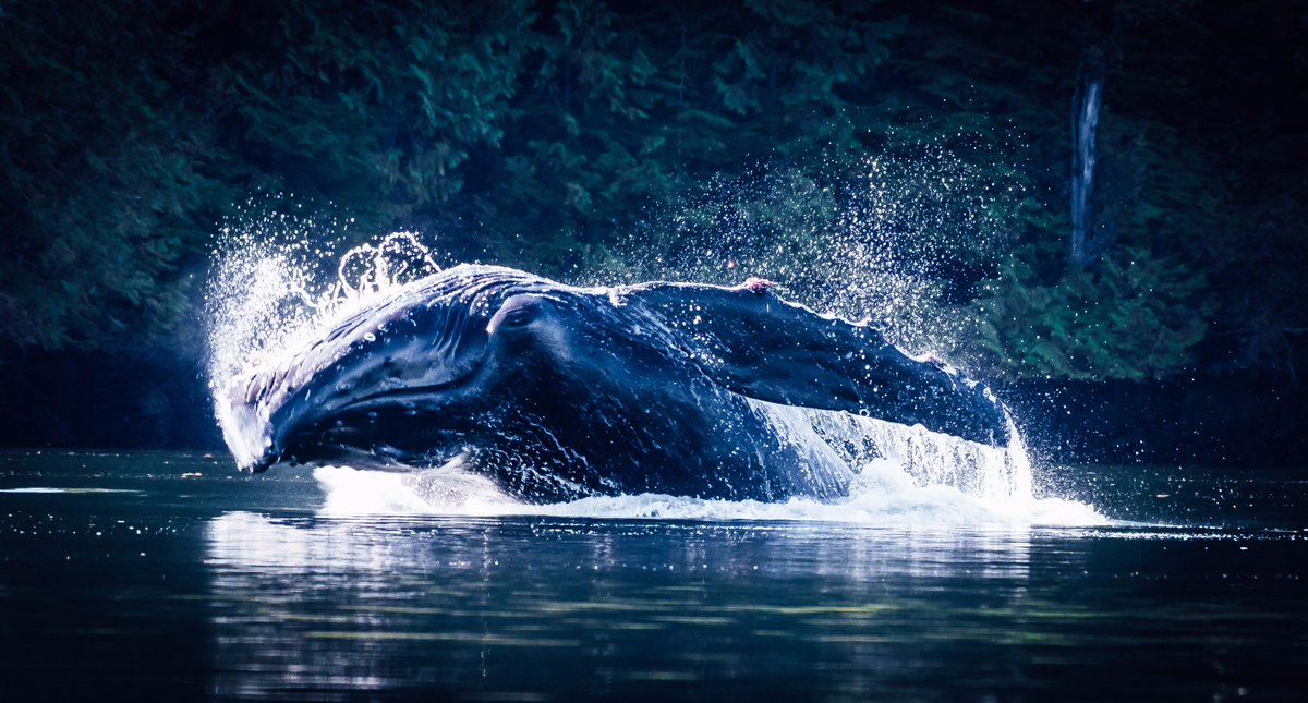 canada_c3's tweet photo. While we were out kayaking today in #GwaiiHaanas, we had an unforgettable surprise. #Humpbackwhales jumped out of the water to greet us! https://t.co/iVbXXvbpwi