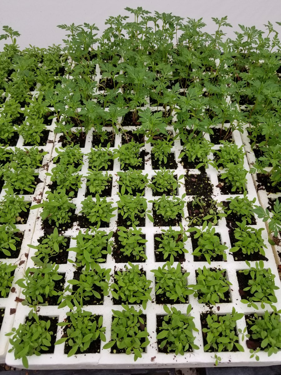 lorelopezipm's tweet photo. Sweet alyssum and African marigolds used to attract beneficial insects in zucchini crops  #LiburdLab #UFFruitVegIPM #UFbugs https://t.co/u63LDfj0HB