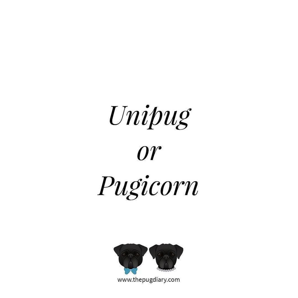 the_pug_diary's tweet photo. We are getting down to the tough questions here... do you say unipug or pugicorn?
#thepugdiary #unipug #pugicorn https://t.co/PVKhy522SQ https://t.co/HTmDWOkMXV