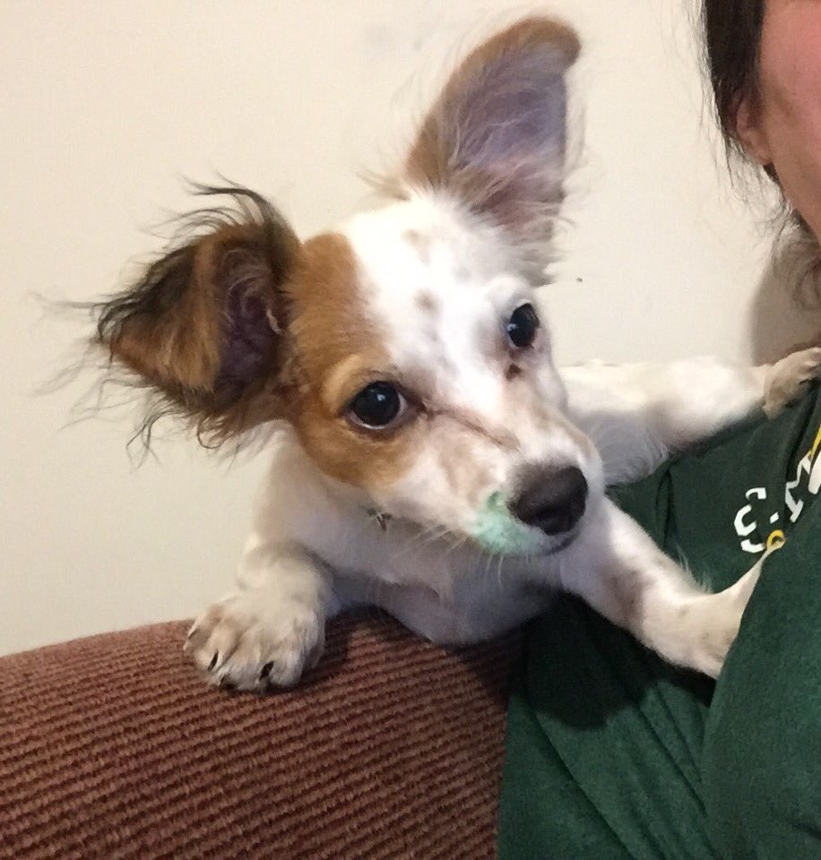 7jessicaelliott's tweet photo. Jepetto chewed up my green pen. To keep things positive, let's just say he's an energetic little thing. #cavalon https://t.co/4qenWzpqx2