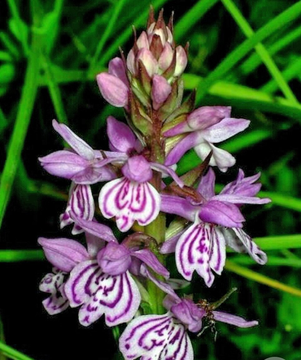 randirhei's tweet photo. Nature's beauty #flower #pcelice https://t.co/pvDgGolzTK