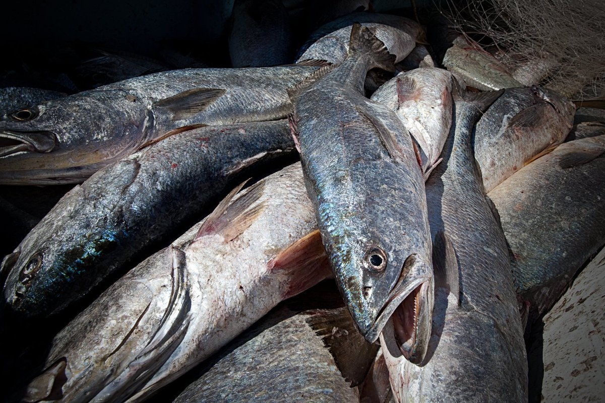 RafagaOrtiz's tweet photo. In #Mexico, #RightsBasedManagement for fishing is showing great results, let´s keep it moving - #OurOcean #ourocean2017 #MBD https://t.co/8p93IZVblC