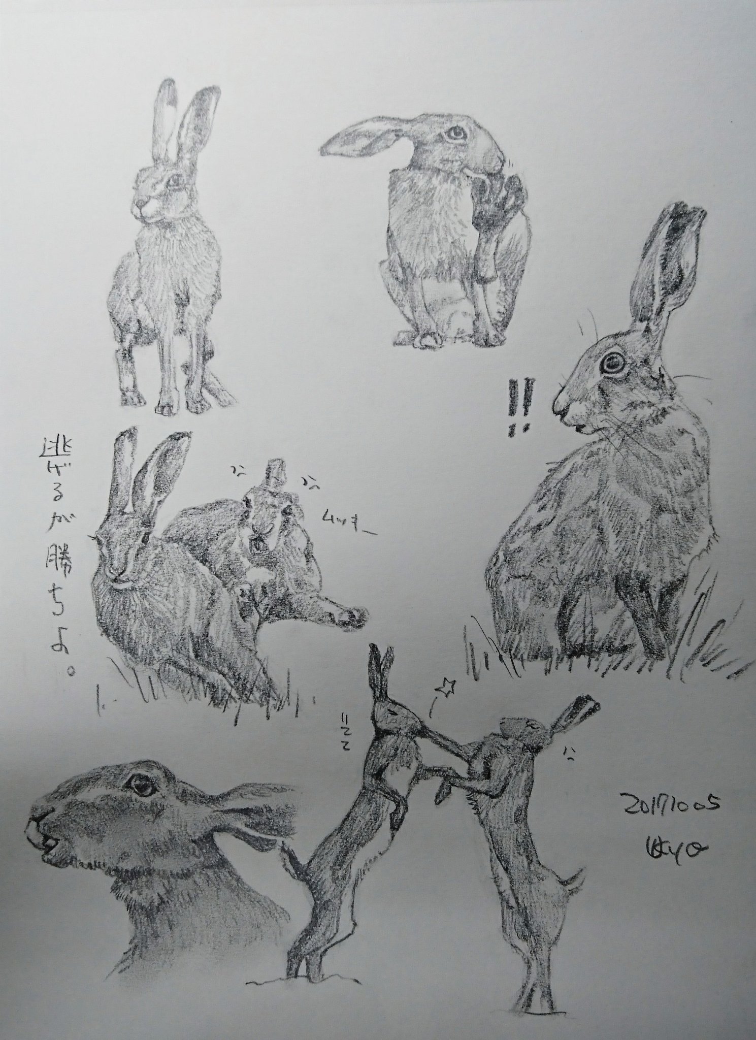 تويتر Kagetsu Ukyo 卯京 華月 على تويتر 今日の落書き 野うさぎづくし 中秋の名月余韻 W 落書き 鉛筆画 練習 息抜き 素描 一日一絵 今日の落書き 絵描き 脊椎動物 哺乳類 うさぎ 野うさぎ ウサギ 絵描きさんと繋がりたい 絵描きの輪