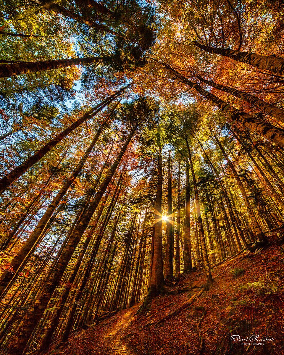 Otoño en la Selva de Irati. Sin más. --> goo.gl/Ipns4h (By <a href="/DavidRocaberti/">David Rocaberti</a> / Twitter) #Navarra #turismorural #bosques
