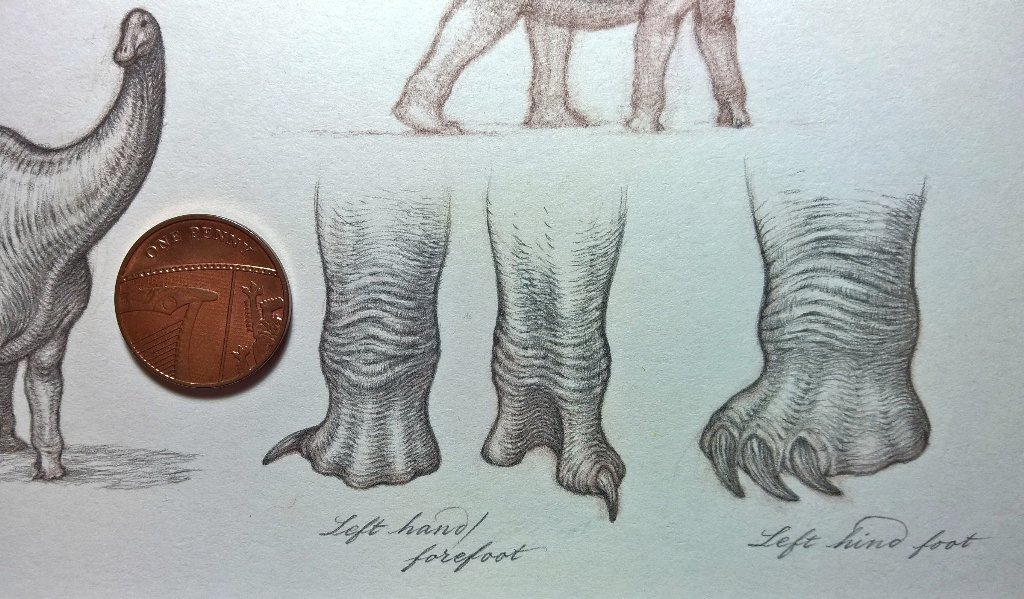 Natee ~worn out~ (they/them) on Twitter: "Sauropod feet, folks. Not like an  elephant's. The hind is not dissimilar structurally, but w/ huge 'tortoise'  claws. https://t.co/EBkUargfkD" / Twitter