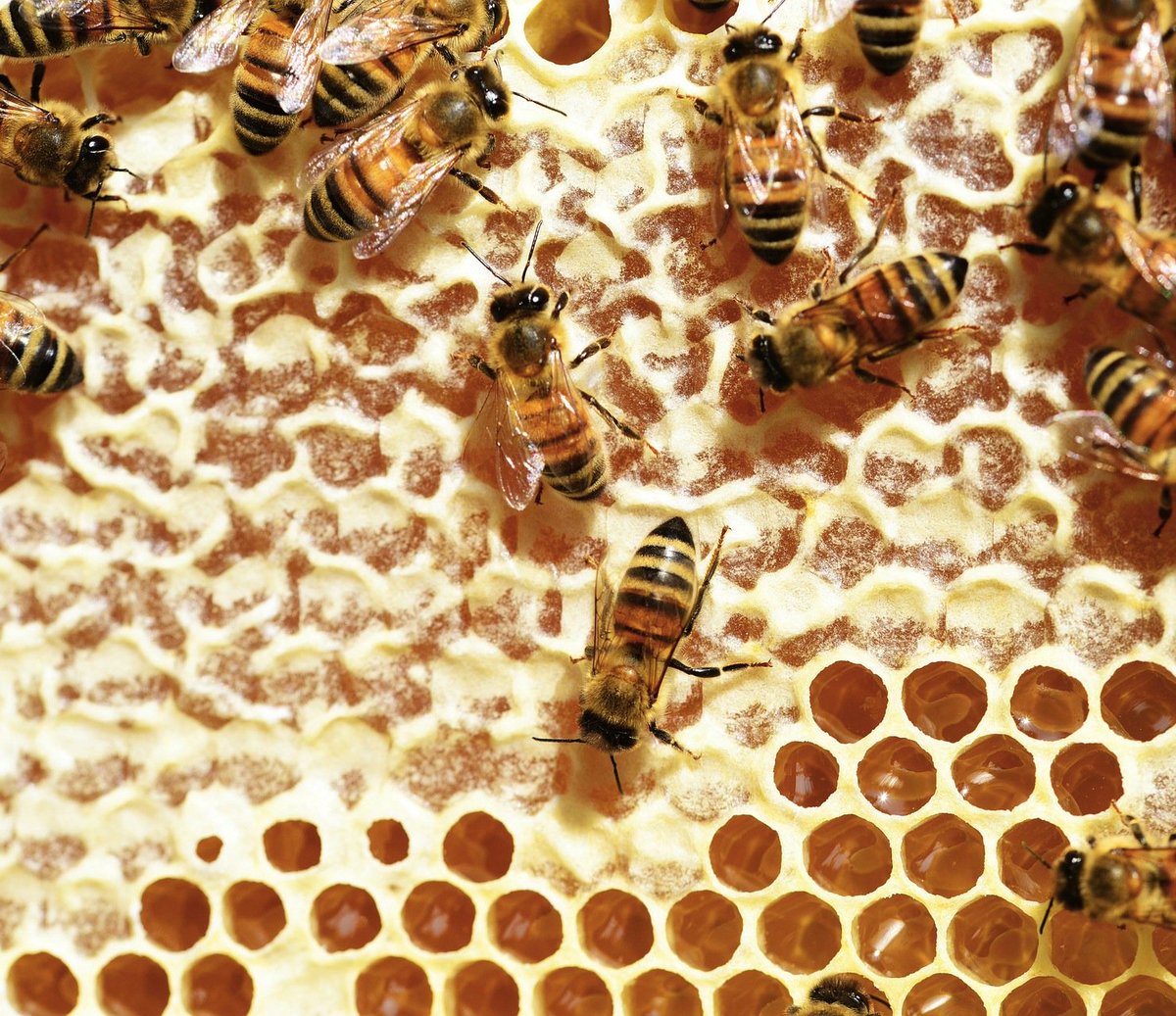 glamcation's tweet photo. #DidYouKnow Beeswax found in lip balms and lipsticks is best for smoothing the texture of your lips!💋Now you know!💡#beauty #DIY #glam #skin #skincare #lipcare #lips #lipstick #lipbalm #bees #beeswax #naturalbeauty #organic #skinfood #Tips #Superfoods #glamcation https://t.co/gJdaqxMFD2