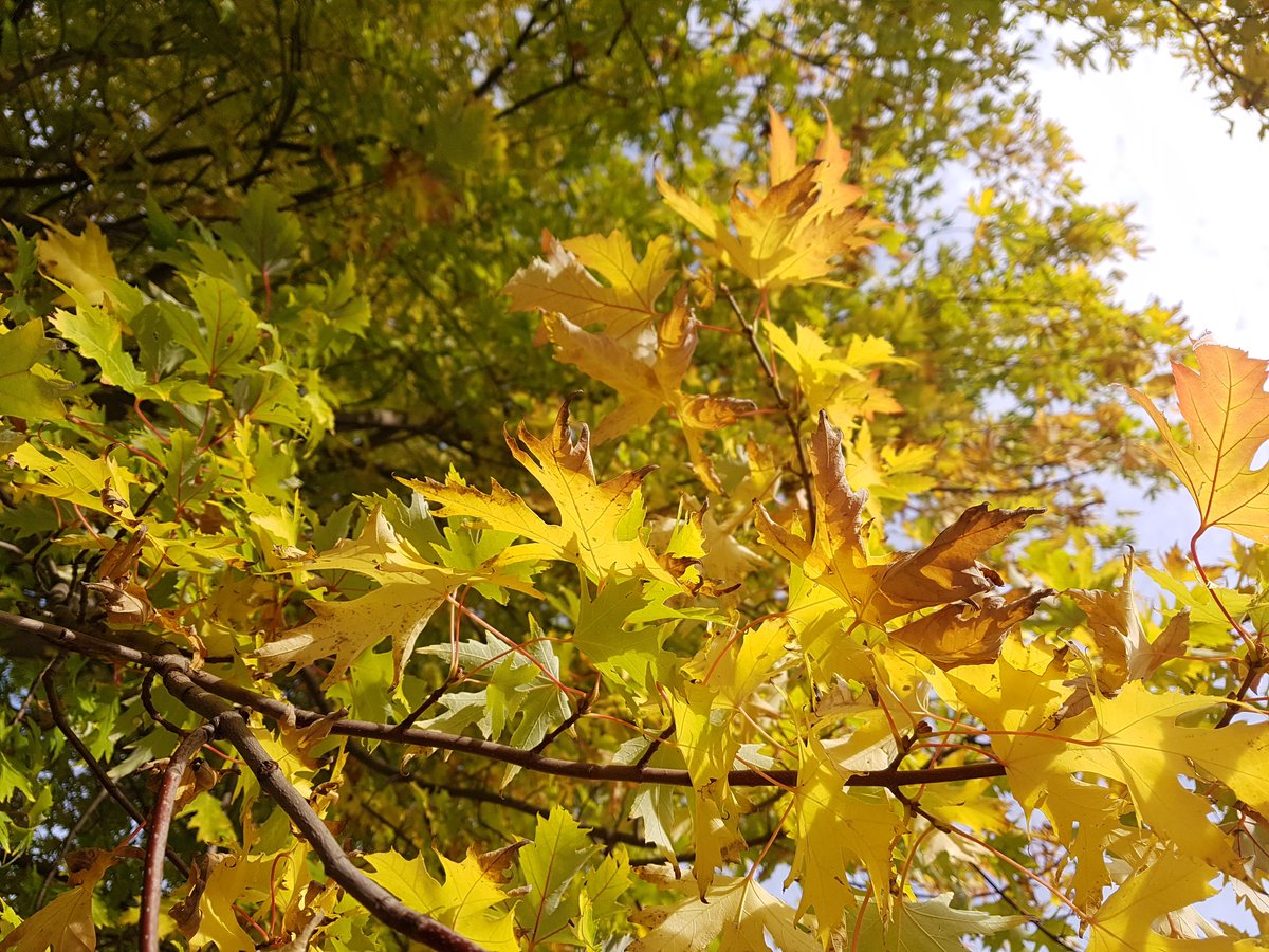 Nebelwahtaere's tweet photo. Ich wünsche euch #Twitterlingen  einen schönen guten #Morgen und kommt gut durch den #Tag. Neuer Tag = Neues Glück. 👋👋👍👍 https://t.co/x23dvl3VxD