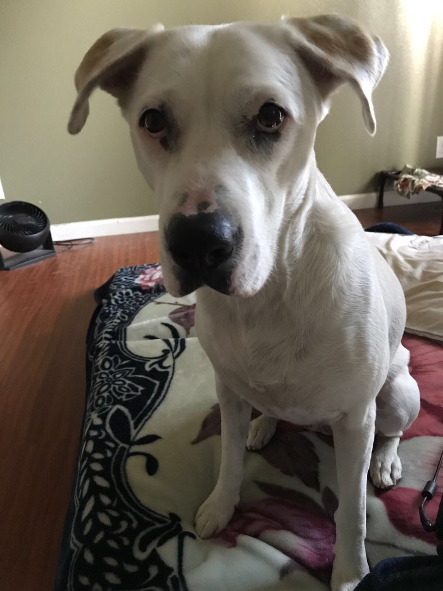 Juicy_Jake3's tweet photo. A friend of mine leaves in about a month to the navy and can't find a home for his dog. It's a Pit/Great Dane mix. Anyone interested? https://t.co/cZqsSXMkPG