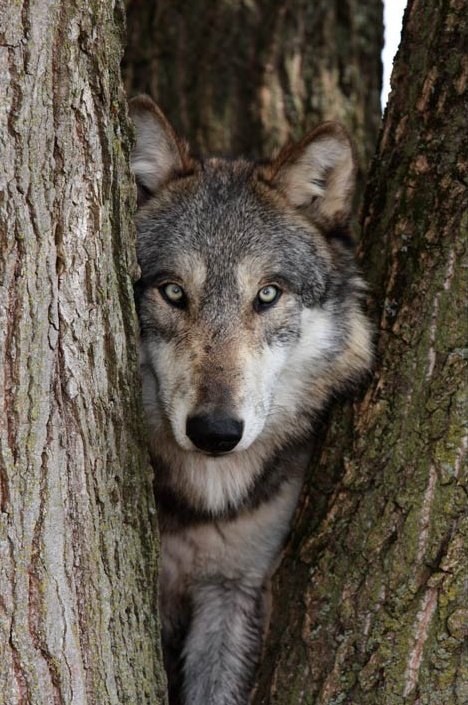 _wolves__'s tweet image. Good morning my friends
Have a nice day