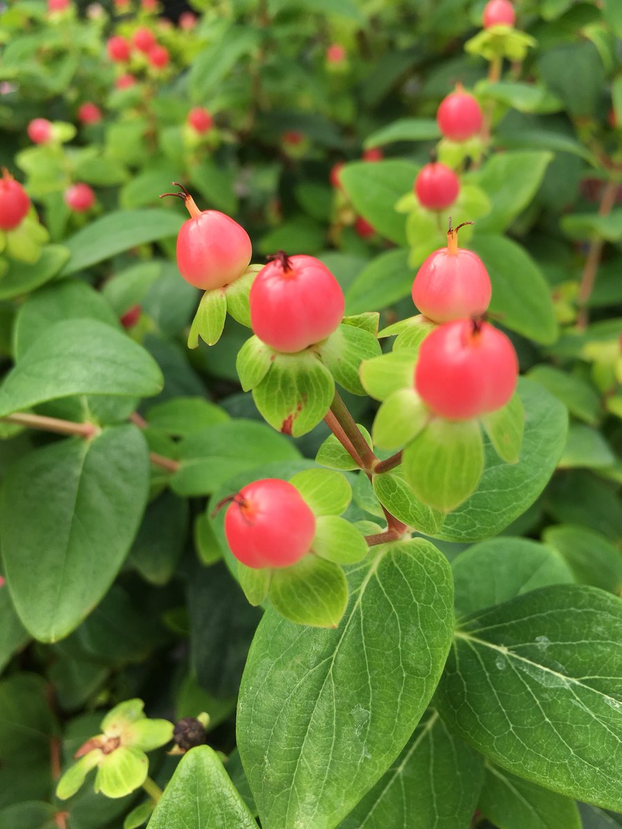 赤塚植物園オンライン 花の音 どうですか どうですか このかわいいピンク 普通のヒペリカムは赤い実 がつくんですが これはピンクの実がつくタイプなんです あとちょっとだけ 在庫ありますよ T Co Aee2j2d0zm 花 実 ヒペリカム 花の音