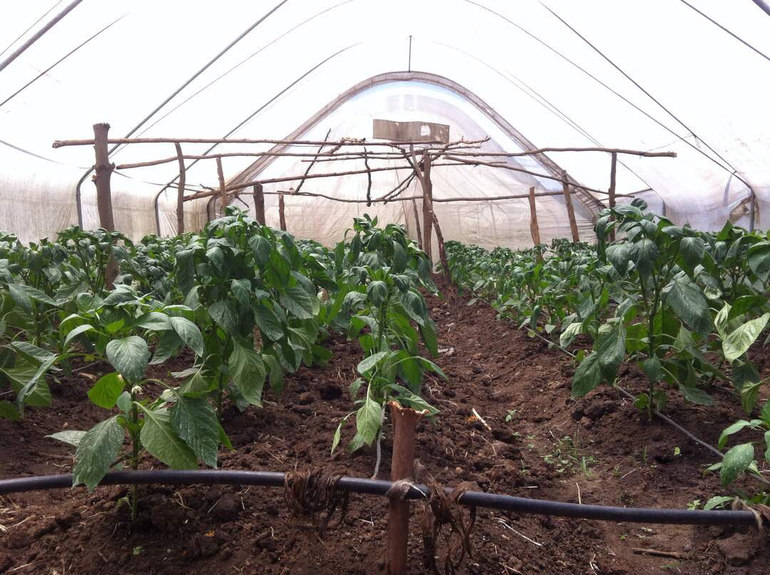 VDS_ACAMPO_BV's tweet photo. Good Morning!! Red Jet & Ilanga tomatos, Kanombe demo, #soilanalyses, #dripirrigation, #biopestcontrol, #basicgreenhouse https://t.co/29LeRvUP1X