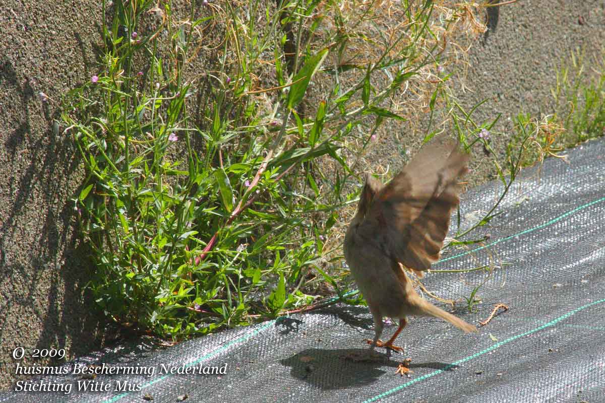 Stadse #huismussen van de #stress af helpen?
Tip #Radio 2 luisteraars, #Ekdom in de morgen.
 Download tinyurl.com/zadenHuismus