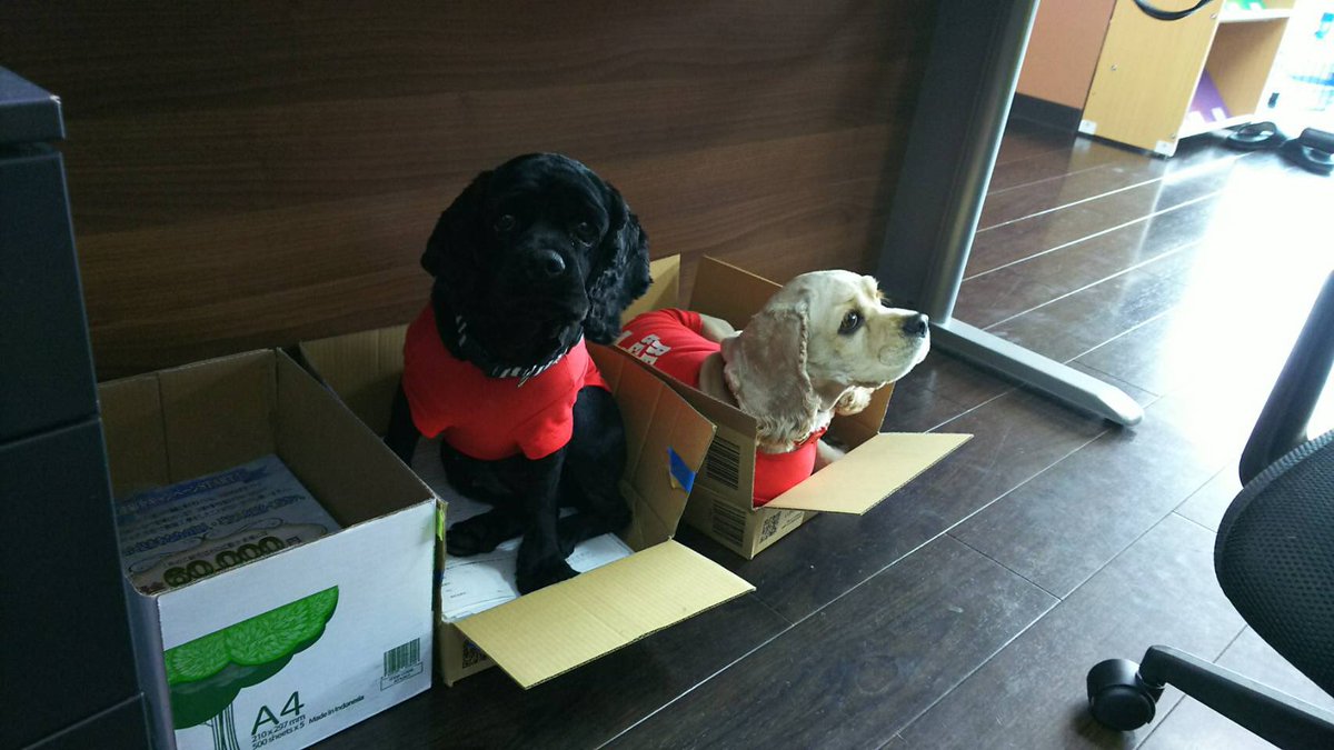 ohnokensou's tweet photo. @_YokohamaWalker いつも楽しく拝見させていただいてます！

我が社の番犬のアメリカンコッカースパニエルの『ベリーとコンブ』です！
2歳半のヤンチャな女の子です❤️
いつも会社で従業員やお客様を癒してくれています！！！
ダンボールで寝るのが大好きみたいです(´∀｀)

#YWDOG https://t.co/fnIg0ILqla