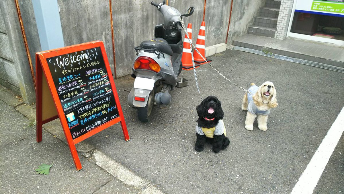 ohnokensou's tweet photo. @_YokohamaWalker いつも楽しく拝見させていただいてます！

我が社の番犬のアメリカンコッカースパニエルの『ベリーとコンブ』です！
2歳半のヤンチャな女の子です❤️
いつも会社で従業員やお客様を癒してくれています！！！
ダンボールで寝るのが大好きみたいです(´∀｀)

#YWDOG https://t.co/fnIg0ILqla