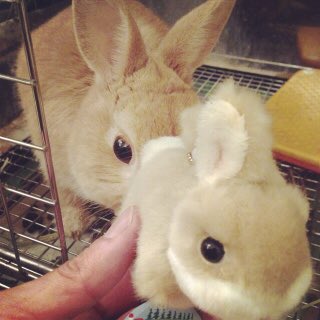milklog's tweet photo. みるちゃんがお月様に行って3年が経ちました。ちょうど中秋の名月だったから綺麗なお月様でした！ https://t.co/nI9akTqAc1