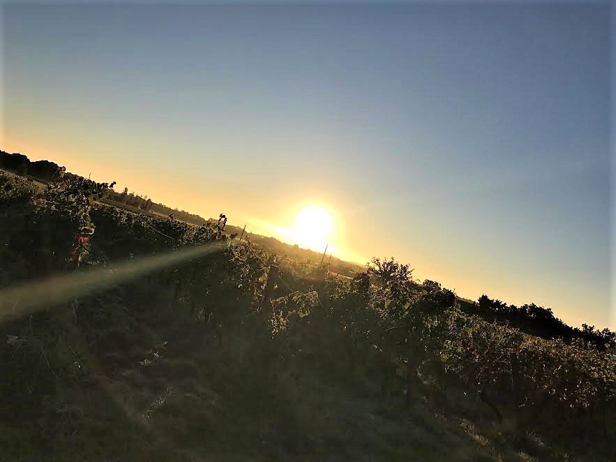 ChateauBoujac's tweet photo. Le soleil se lève au @ChateauBoujac ! #vignes https://t.co/8hUmSblMhx