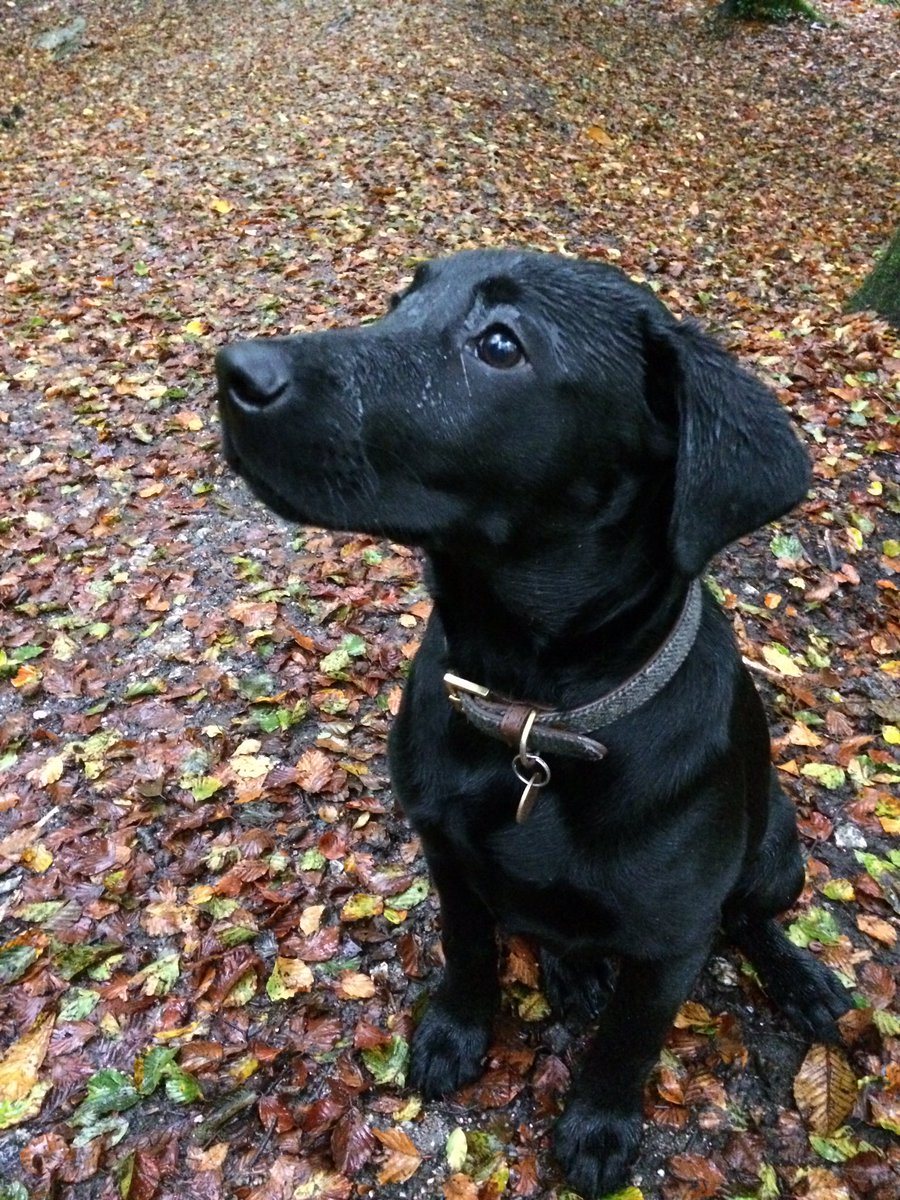 ChannelVFarm's tweet image. The farm dog, Hamish, is growing up! He has now learned to sniff out his tennis ball, and herd geese! #dogsoftwitter #puppy
