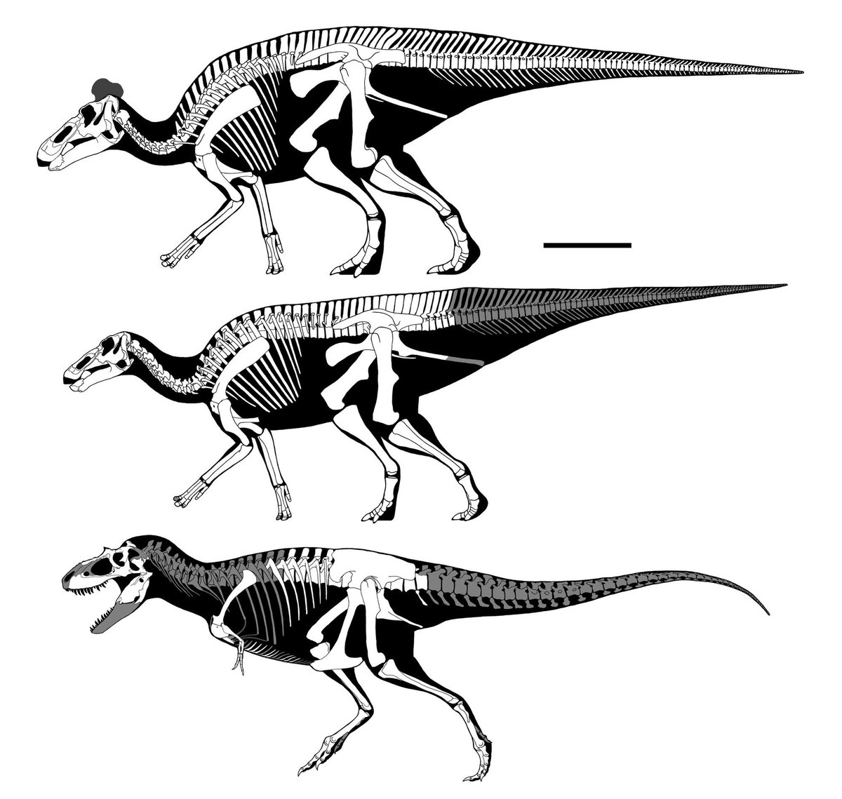 シャントゥンゴサウルス Shantungosaurus JapaneseClass.jp