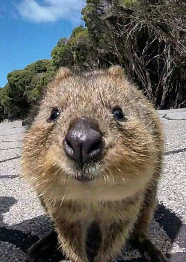 クアッカ 世界一幸せな動物 Mimiwaok Twitter