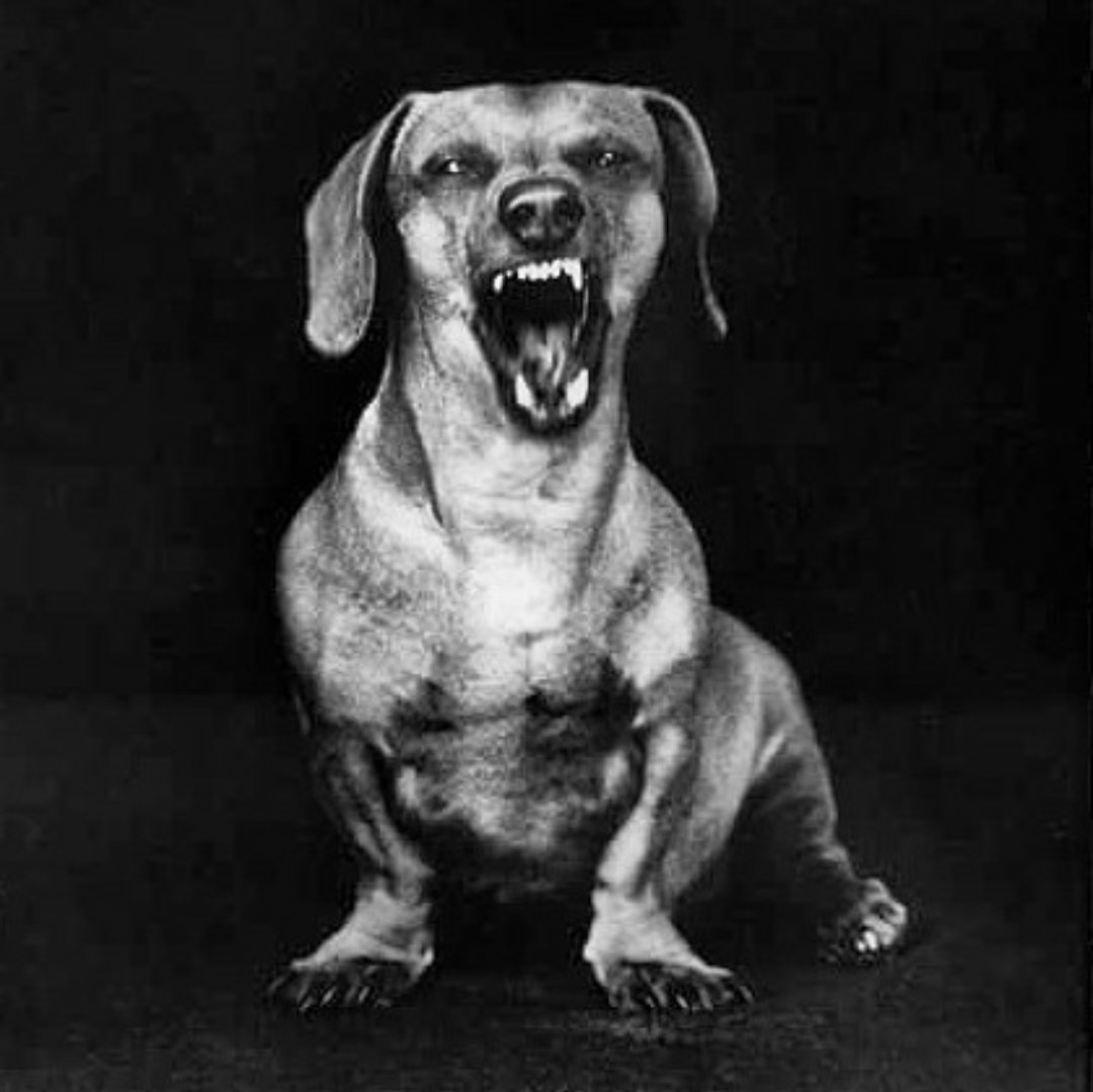 Compawssion tweet media