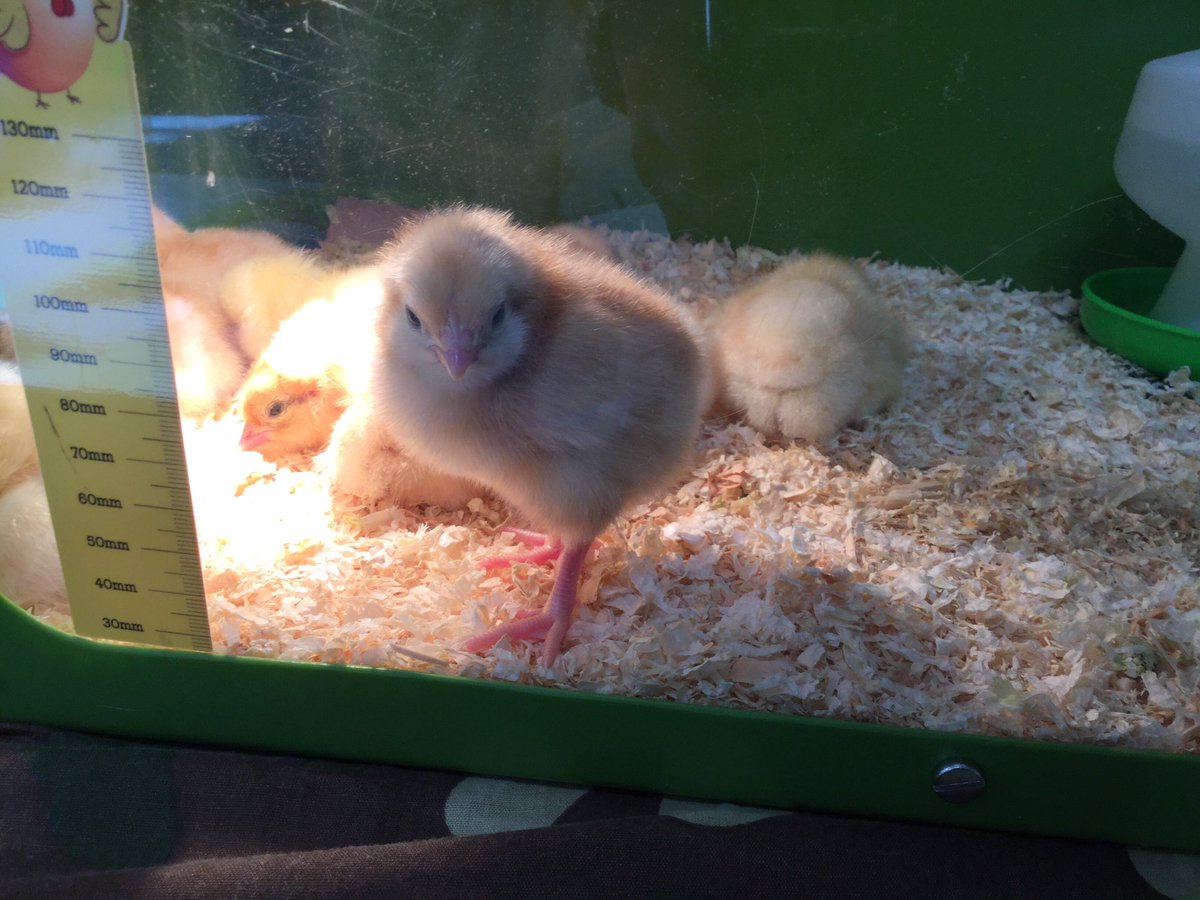 We are loving having the chicks in nursery, we have even been able to stroke one today! 🐤🐥🐣#growing #happychickcompany #chicks
#sofluffy
