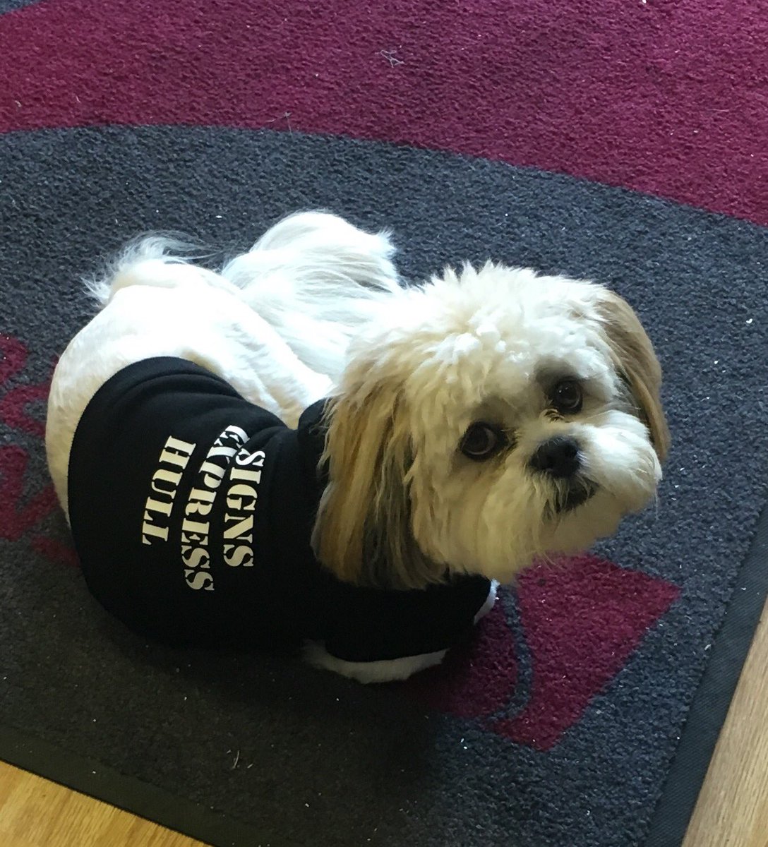 SX_Hull's tweet photo. Our office dog has his own branded uniform πΆ #signsexpresshull https://t.co/65ZI9X3H7g