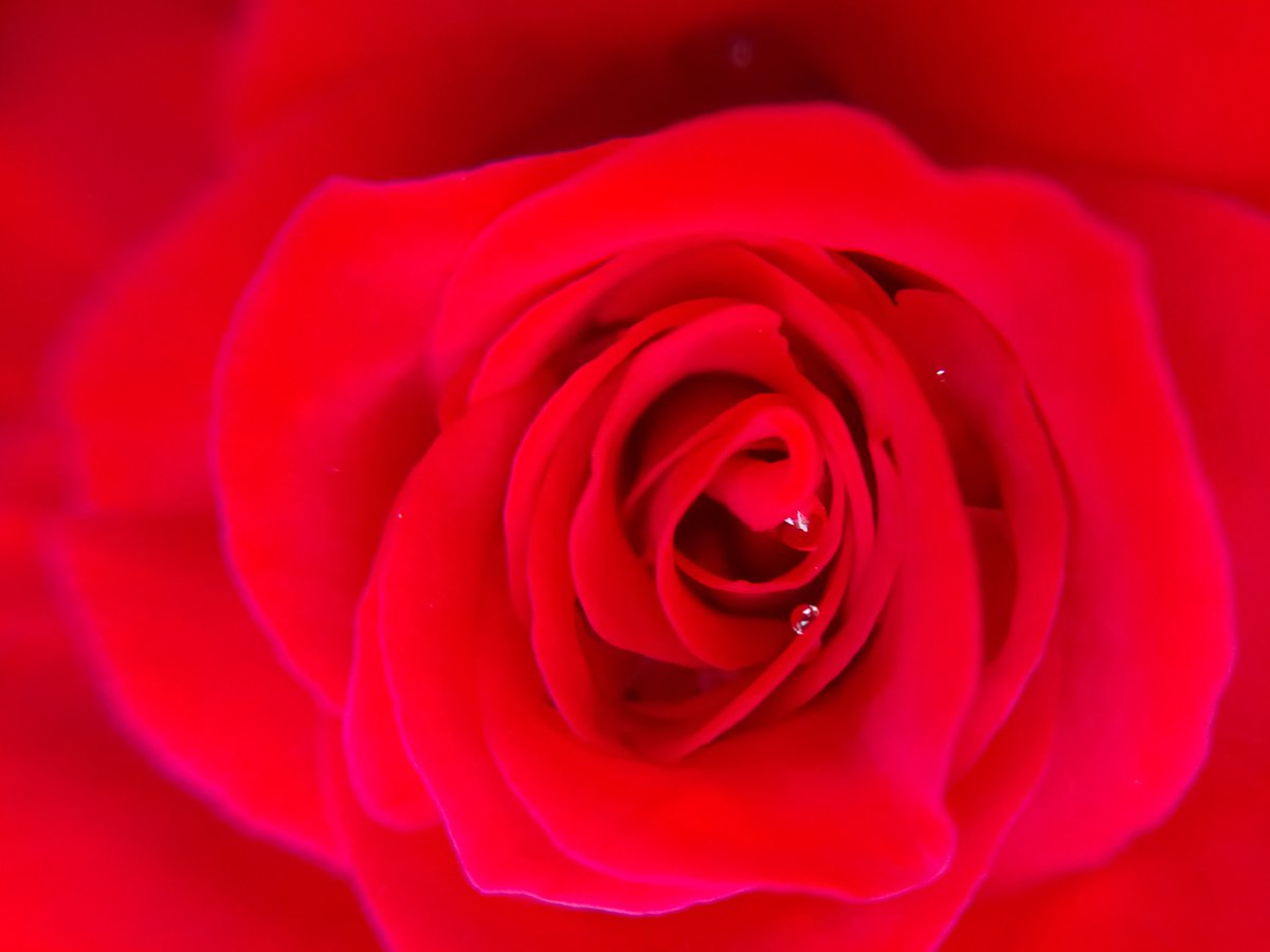 praddy98's tweet image. Swirls.
#Xperia #rainplay #roses.