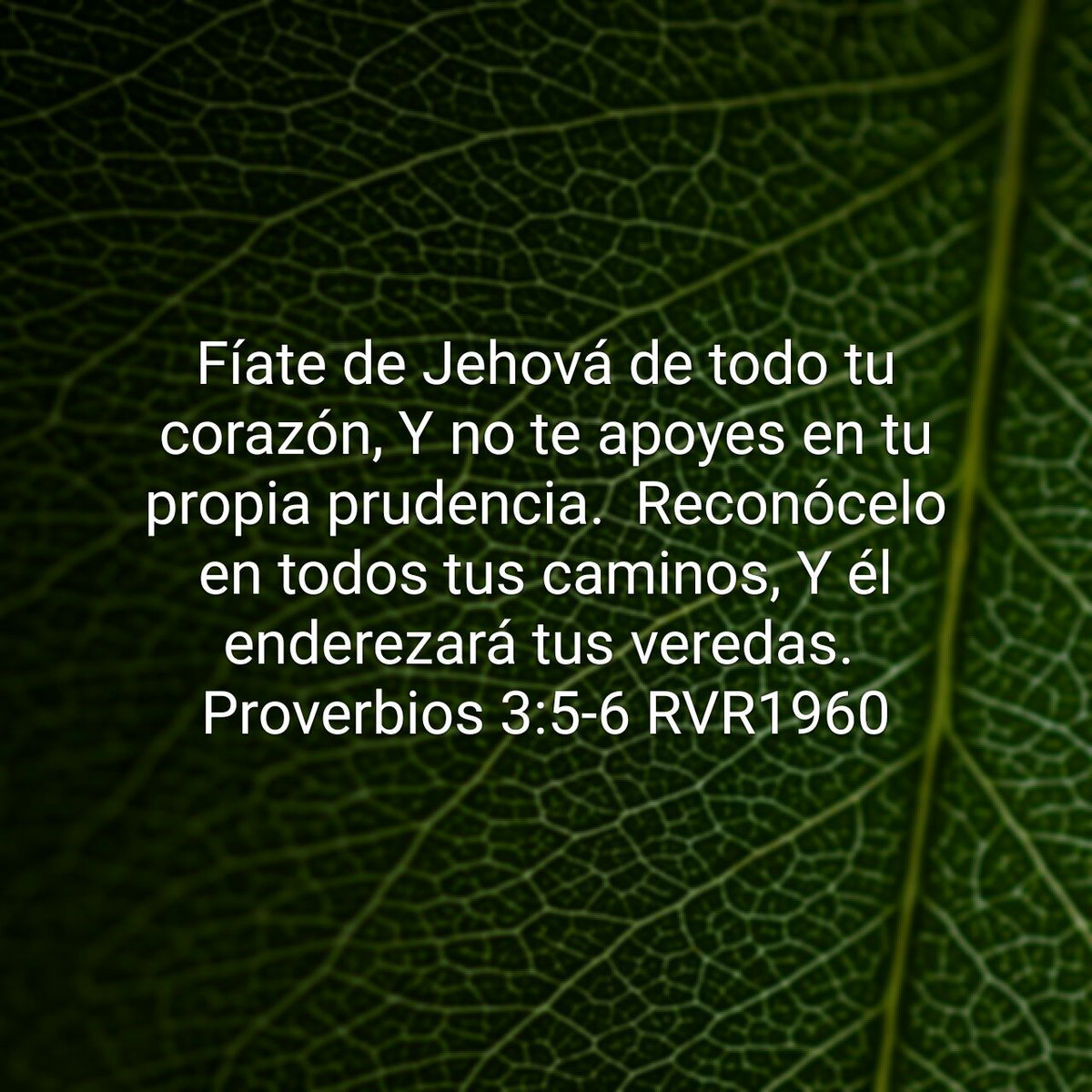 daniel barrios on Twitter: "Fíate de Jehová de todo tu corazón, Y no te  apoyes en tu propia prudencia. Reconócelo en todos tus …  https://t.co/LQoz7YiSUi… https://t.co/mvmxqw3p0x"