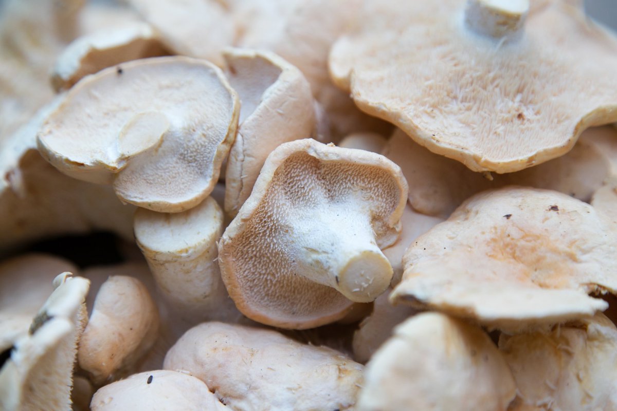 There's no emoji for hedgehogs, but there is a puffer fish.... 🐡
.
.
#hedgehogfungus #pieddemouton #wildmushrooms #wildfood