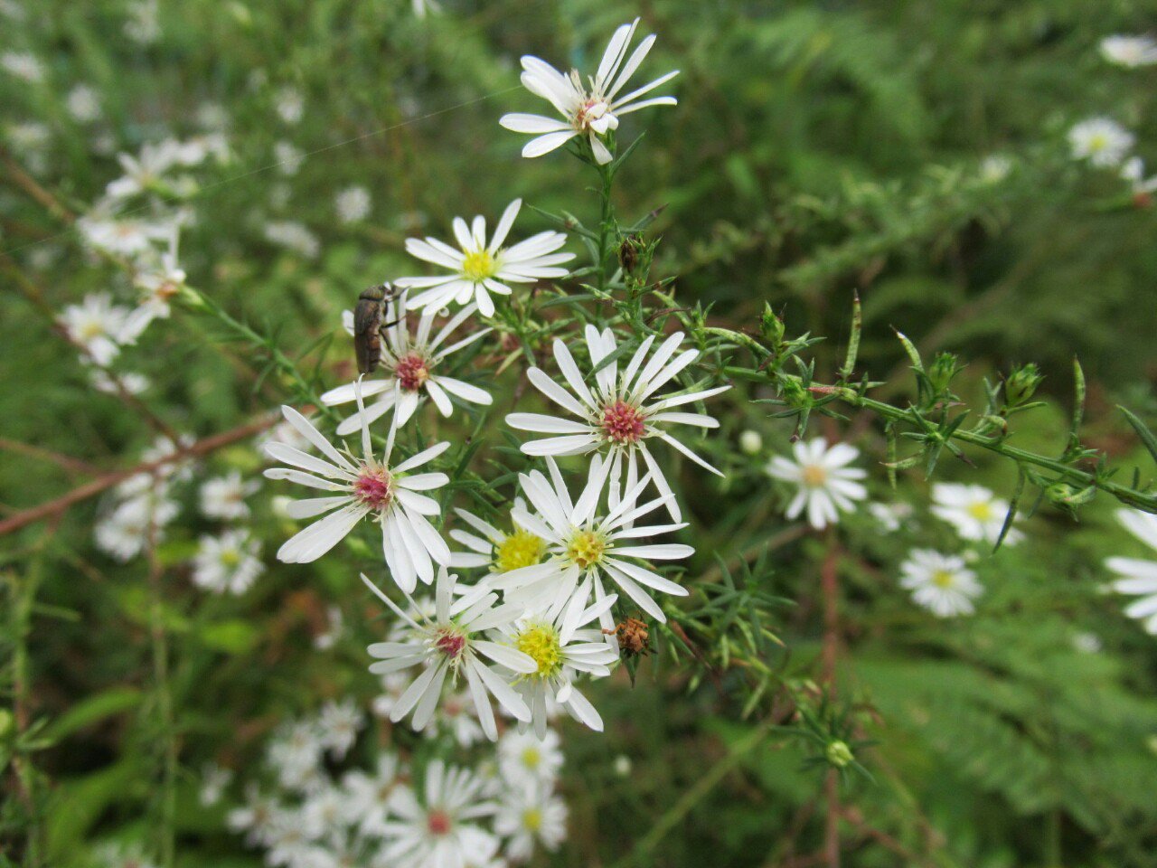 雑草図鑑 準備中 793 クジャクアスター キク科 北米原産 別名クジャクソウ 宿根アスター の一種で 小さな花をとてもたくさん咲かせる 色は白のほか紫やピンクなど 針状の葉も特徴的 花 フラワー 秋の花 T Co Wj6ighqxdq Twitter