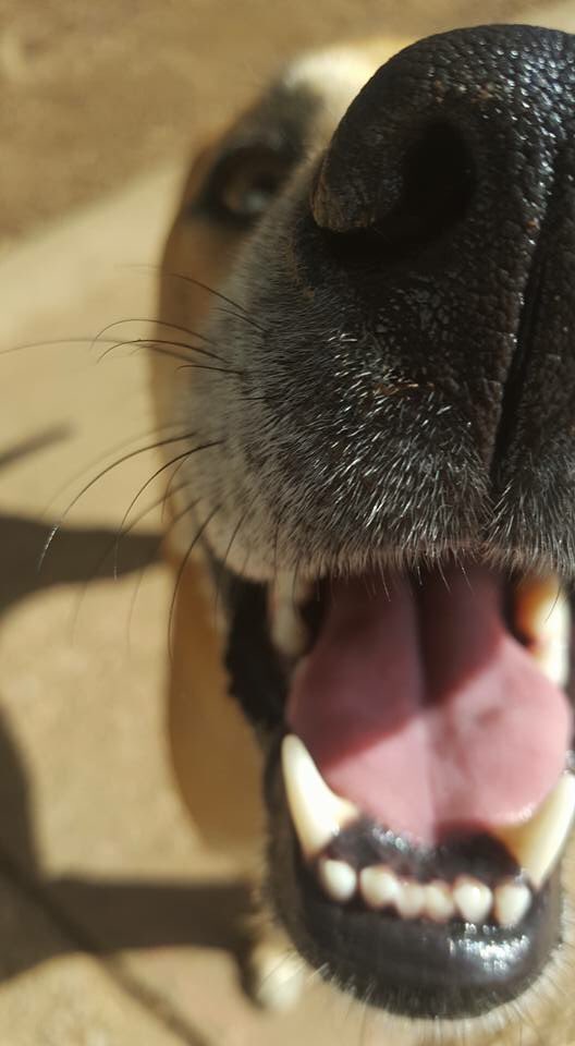 EastPlanoDogs's tweet photo. Happy guest! https://t.co/RI9TXFA7vP