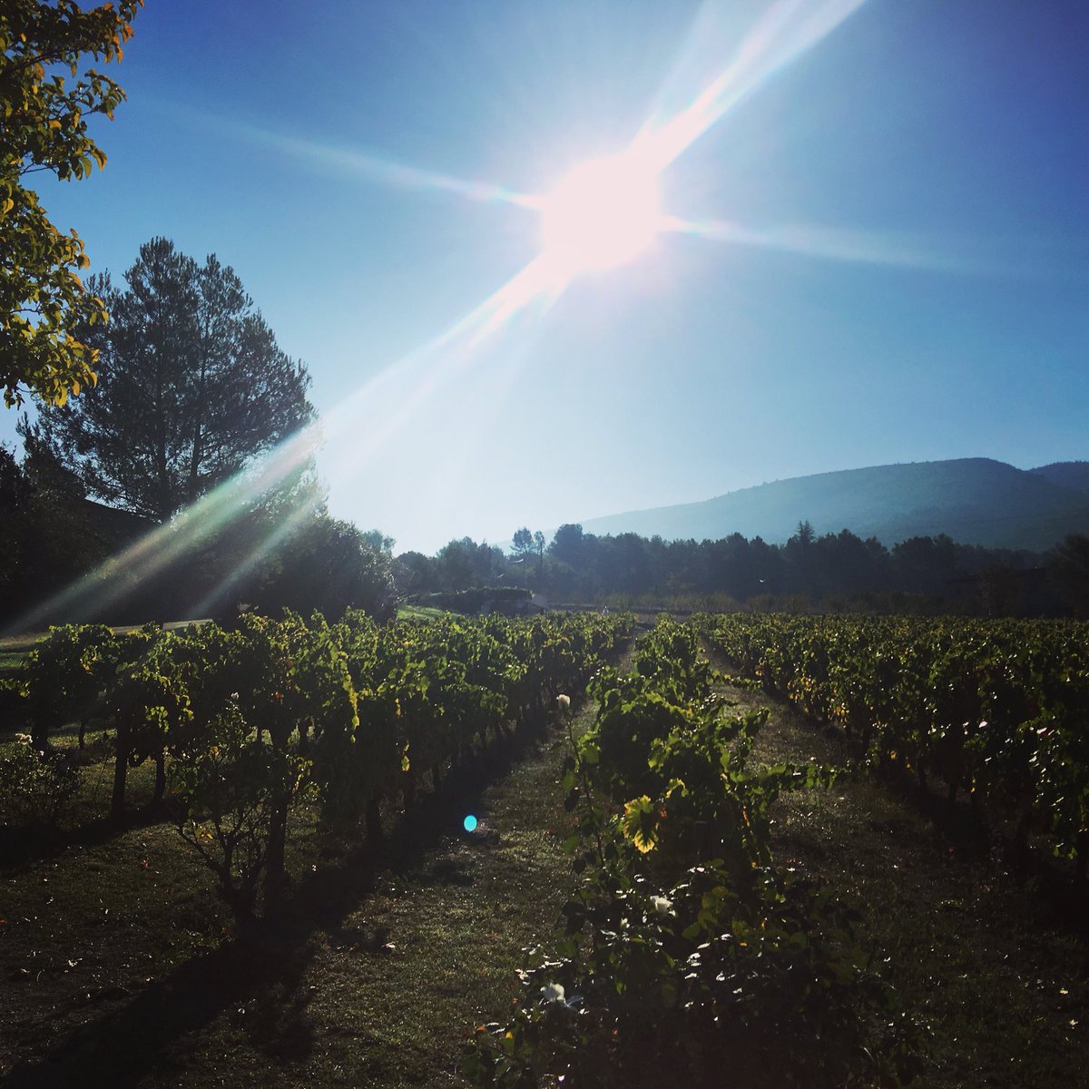 My_L_Chauffeur's tweet photo. #mornings in #provence are fascinating because they never disappoint you !
#france #vineyard #luberon @My_L_Chauffeur @bastidedemarie https://t.co/9ldUyKiEnV