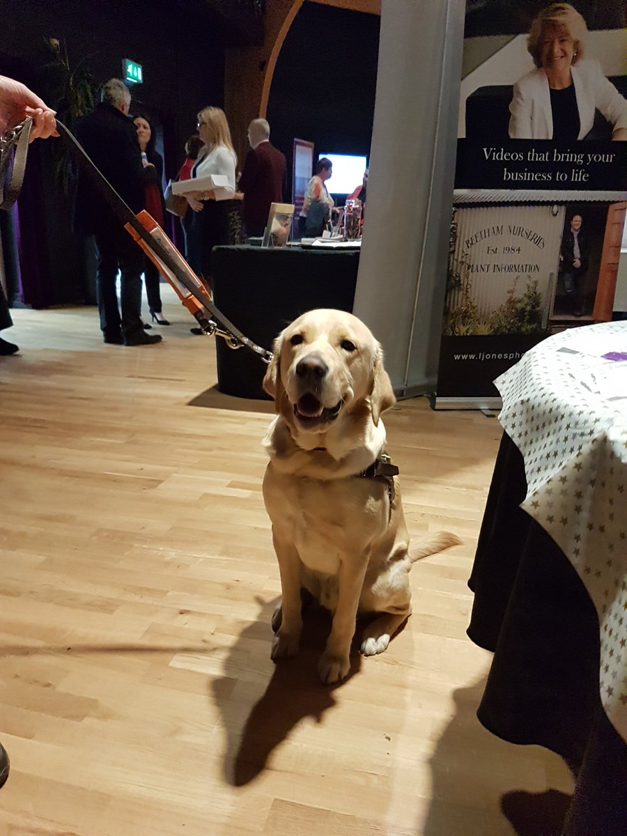 HandsOnAtWork's tweet photo. #StratBizShow17 Lincoln from @LeamGuideDogs stealing the show! What a lovely dog :-) He's coming back for a massage later! https://t.co/IP9b0fzEEV
