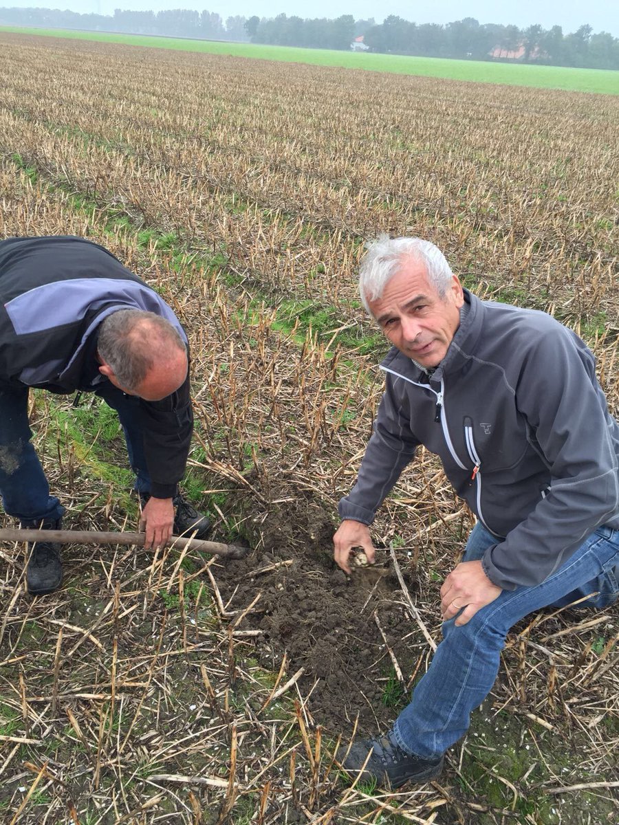 We have checked the fields of several VDB suppliers. We were focused on the size, health and rooting of the bulbs. #Looks promising
