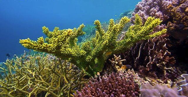 Cool Video on Coral Reef Ecosystems - ow.ly/oMvv30fxoiE