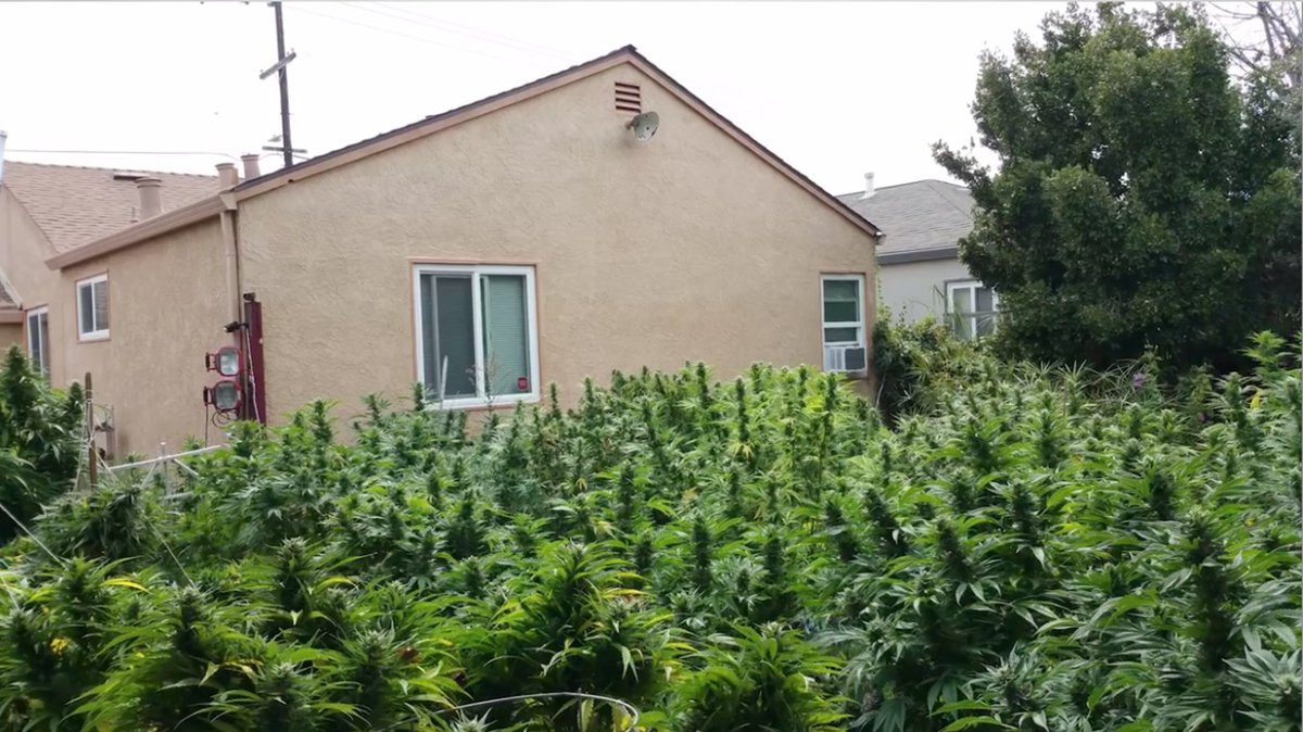 HIGH_TIMES_Mag's tweet photo. How nice would it be to wake up to this backyard every morning? 🌝 https://t.co/fSgofe8BCu
