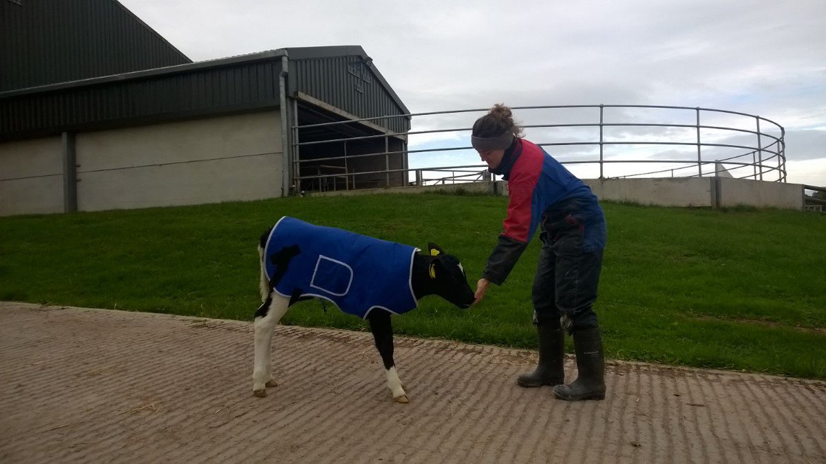wictonfarm's tweet image. Lucie moving the calves! All heifer calves are dehorned and moved to a group pen of 8 calves at 3 days old #calving17