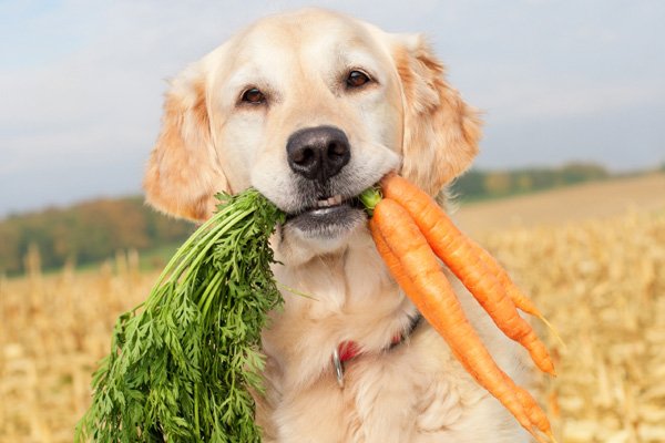 IdogsOnline's tweet photo. INCULCATE THE IMPORTANCE OF VEGETARIAN FOOD FOR YOUR PETS

https://t.co/4i1s2ptZrQ https://t.co/dXXh71354C