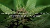 presillamarino's tweet photo. https://t.co/jkt3zO1wGd
best cbd for sale https://t.co/AWKBWhzHTQ