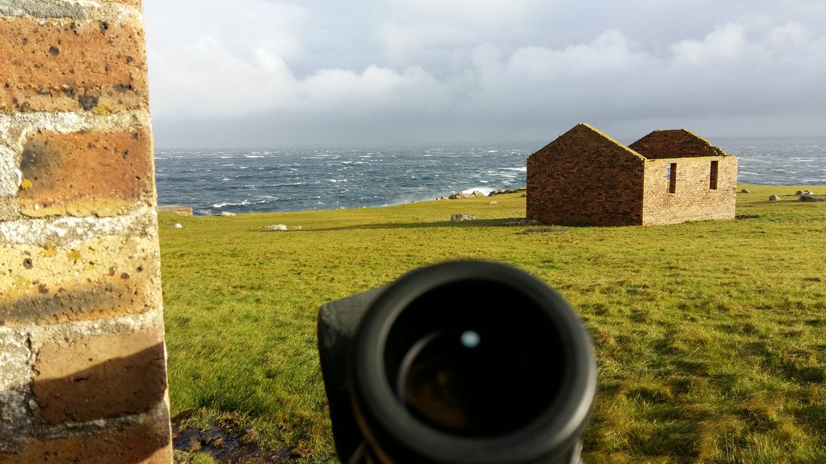 PaulEele's tweet image. It was actually 18 million fulmar, 2 guillemot, 3 auk sp and several gannet @notbirdingnick #Unst17 #gettingdesperate