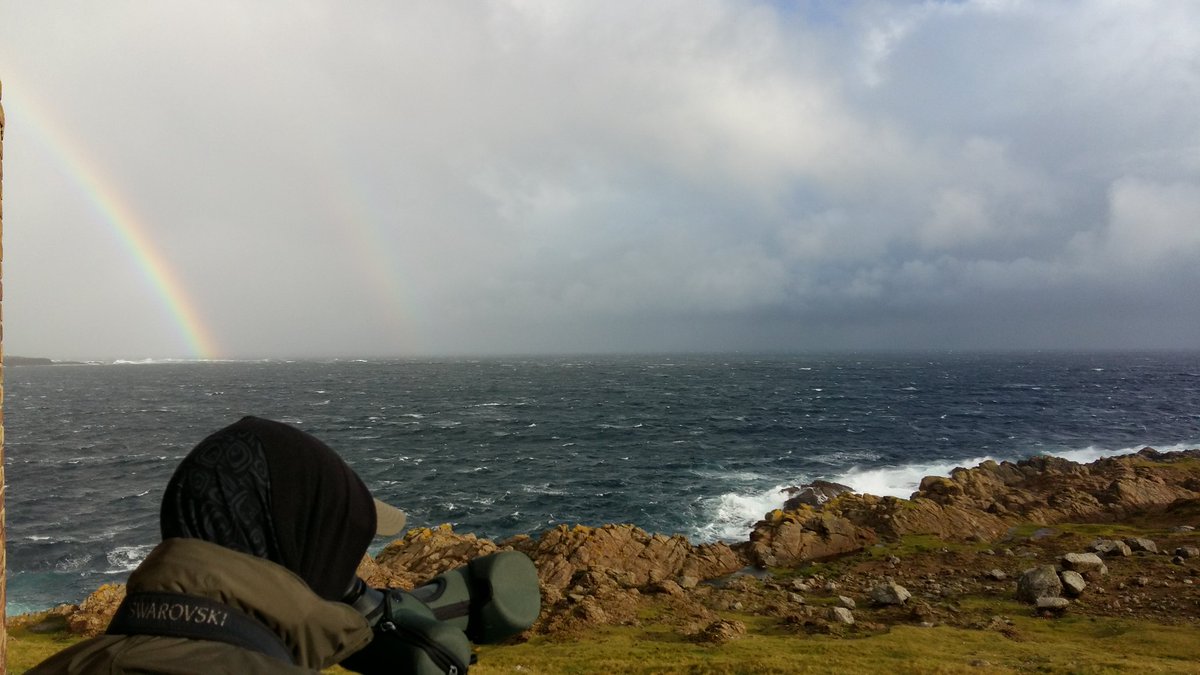 PaulEele's tweet image. It was actually 18 million fulmar, 2 guillemot, 3 auk sp and several gannet @notbirdingnick #Unst17 #gettingdesperate