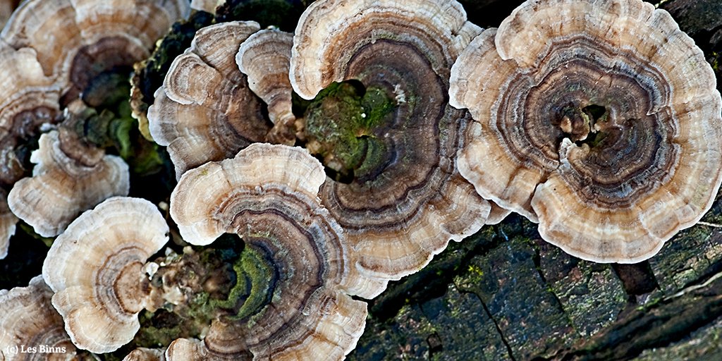 WildlifeTrusts's tweet photo. Never forage for fungi unless you’re with an expert – our walks will give you a great introduction #LoveWildlife https://t.co/KfWEt3mgPS https://t.co/yu1Njc9hLp