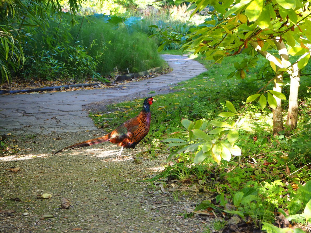 CUBotanicGarden's tweet image. All visitors welcome - it's a beautiful day for wandering the Garden paths