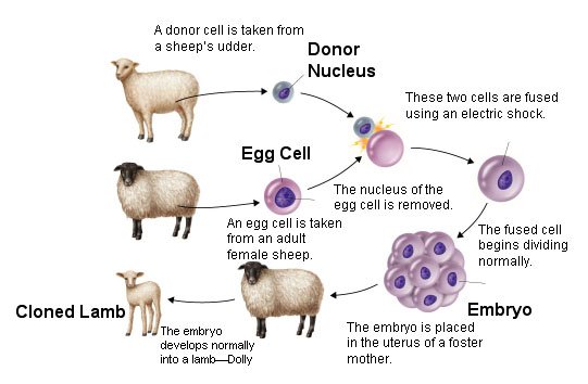 Transcriptomic2's tweet image. Cloning