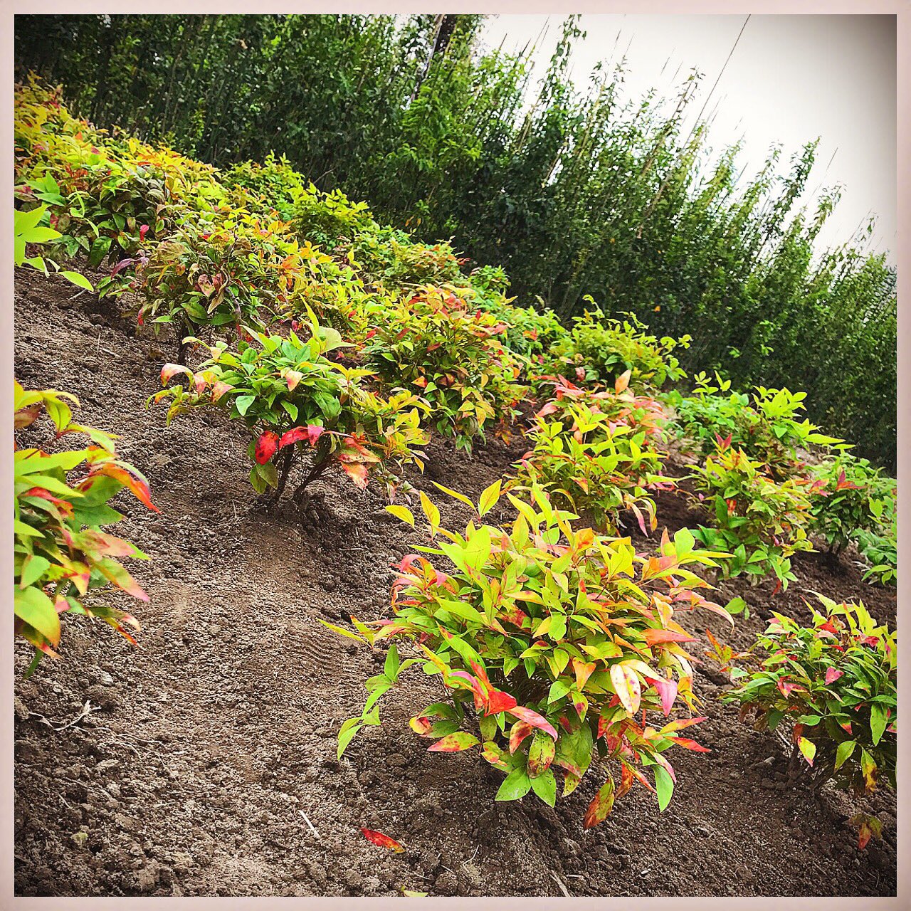 山銀農園 晩秋に紅葉を楽しめることが魅力的 草丈が低いのでグランドカバーにも人気 それがオタフクナンテン お多福南天 花言葉は 福をなす よい家庭 葉っぱが霜に当たると緑色から赤色に紅葉 グランドカバー オシャレ木 育てやすい植物