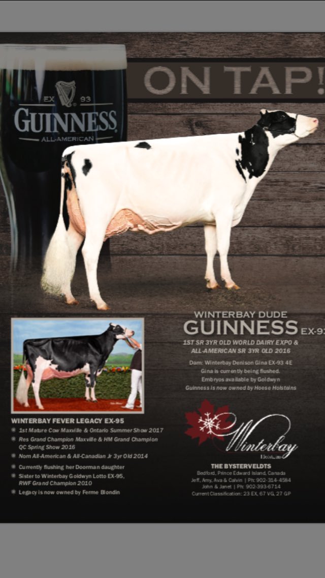 jeffwinterbay's tweet photo. Goldwyn and sexed goldchip embryos available from 2016 All American Sr 3 Dude Guinness' EX 93 4E Denison dam https://t.co/TJ4P7EH6g4