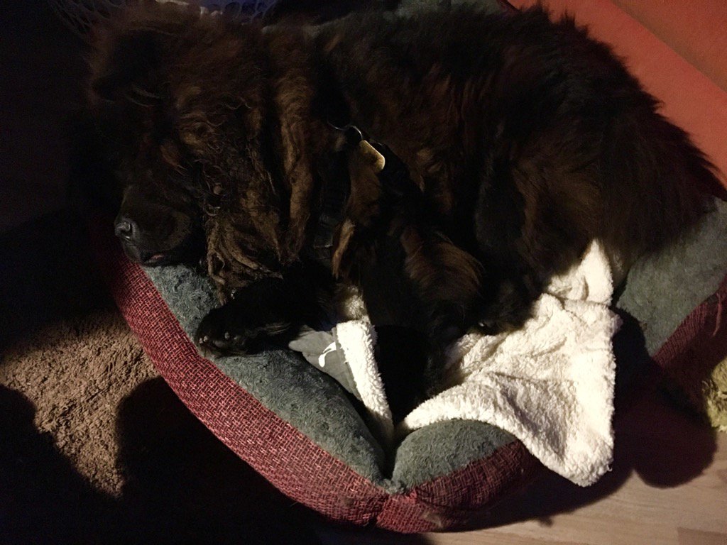 My furbaby chow Gucci bear ! Zzz says goodnight e everyone !